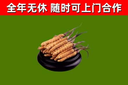 兴隆台回收冬虫夏草
