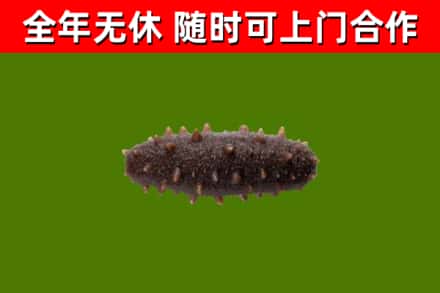 兴隆台回收海参干